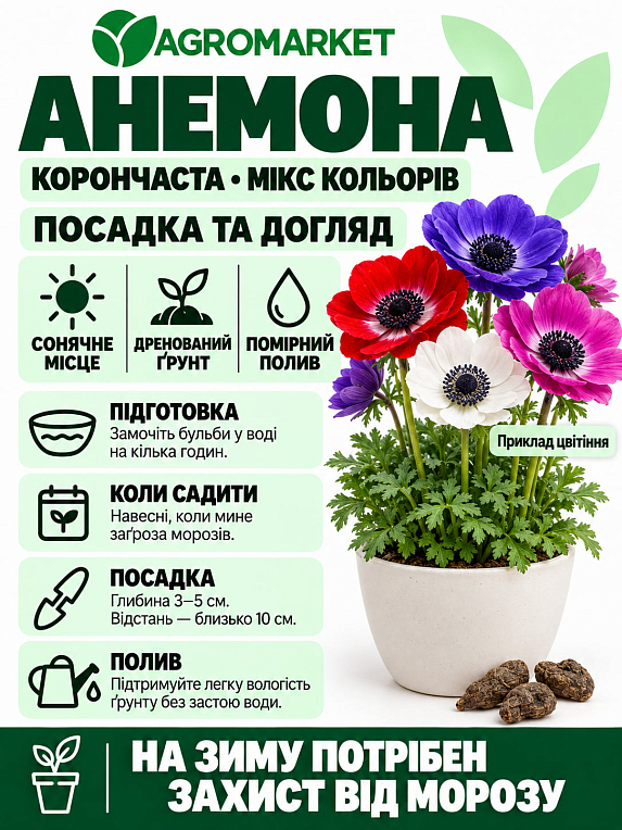 Анемона махрова червона "The Governor 979" (розмір 5/6, великий) 5шт в упаковці