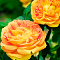 Троянда чайно-гібридна "Солей д`ор" (саджанець класу АА +) вищий сорт