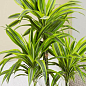 Драцена "Fragrans"