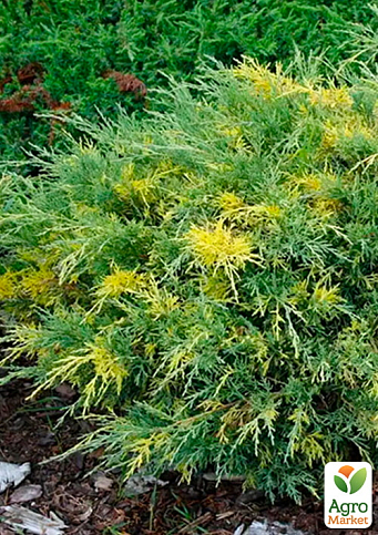 Ялівець середній "Blue and Gold" (вазон Р9, висота 10-12 см) - фото 5