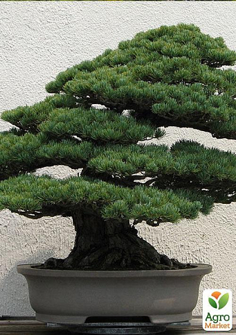 Сосна Чорна Японська (ідеальна для бонсай) "Pinus Thunbergii" (горщик P9) - фото 3