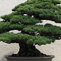 Сосна Чорна Японська (ідеальна для бонсай) "Pinus Thunbergii" (горщик P9) цена