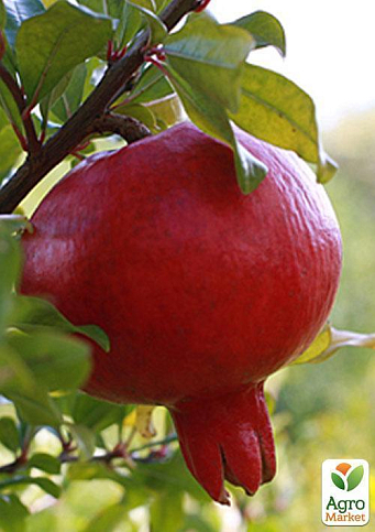 Гранат комнатно-садовый розовый "Гюлоша"  - фото 6