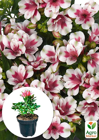 Альстромерия inticancha "Maya" (выращено in-vitro) С1,5