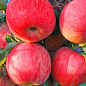 Яблуня "Фуджі кіку" (зимовий сорт, пізній термін дозрівання) купить