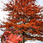 Дуб испанский "Quercus palustris" (вазон Р9)