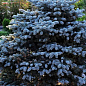 Ялина блакитна "Majestic Blue" (горщик P9)