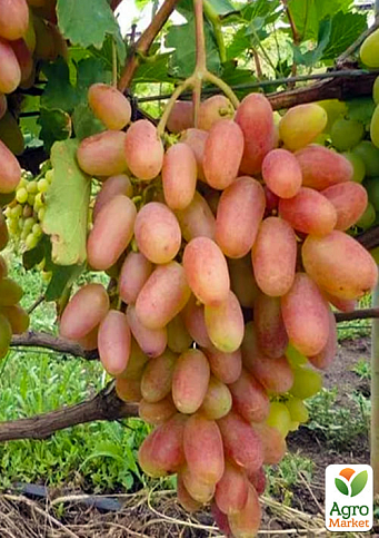 Ексклюзив! Виноград світло-рожевий "Лялечка" (Chrysalis) (преміальний столовий сорт, раннього терміну дозрівання)