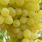 Виноград "Соломія" (кишмиш, соковита, солодка, хрустка ягода сверхраннего терміну дозрівання) цена