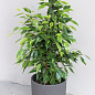 LMTD Фикус Бенджамина "Anastasia" (высота 50-70см)