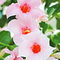 Дипладения (Mandevilla) "Classic Cream Pink" (цветущая лиана)
