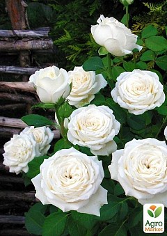 Роза парковая "Анастасия" (Anastasia®) (саженец класса АА+ ) высший сорт NEW2