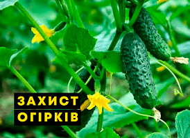 Обробка огірків марганцівкою - Agro-Market