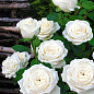 Роза парковая "Анастасия" (Anastasia®) (саженец класса АА+ ) высший сорт NEW