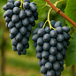 Виноград "Декабрьский" (средний срок созревания, долго хранится)