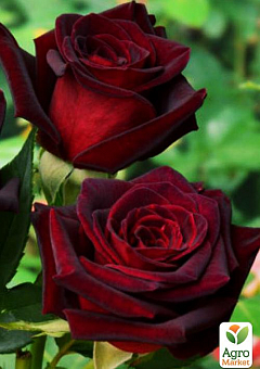 Роза чайно-гибридная "Блек Бьюти" (саженец класса АА+) высший сорт2