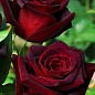 Роза чайно-гибридная "Блек Бьюти" (саженец класса АА+) высший сорт