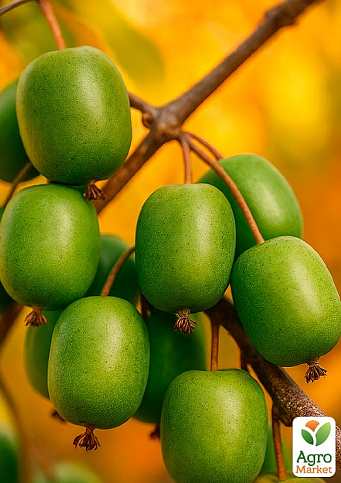 Актинідія "Римма" (міні-ківі, морозостійкий сорт, пізній термін дозрівання) - фото 6