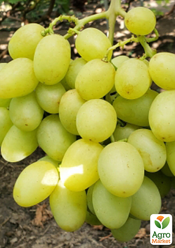 Виноград "Сенатор" (селекція Бурдака АВ, ранній, великий, солодкий) - фото 4