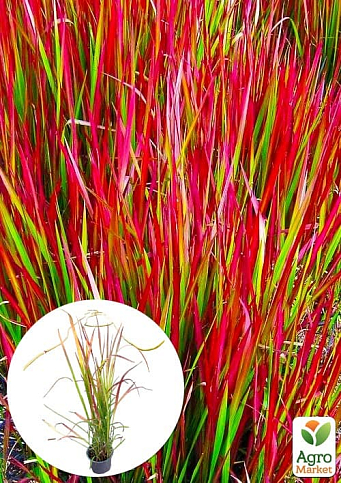 Імперата циліндрична «Ред Барон» (Imperáta cylándrica «Red Baron»)