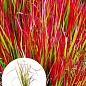 Імперата циліндрична «Ред Барон» (Imperáta cylándrica «Red Baron»)