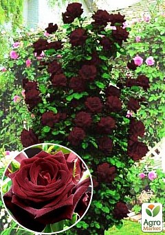 Роза плетистая "Черная королева" (саженец класса АА+) высший сорт1