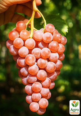 Виноград "Катавба" (винний сорт, середній термін дозрівання, селекція США) - фото 4