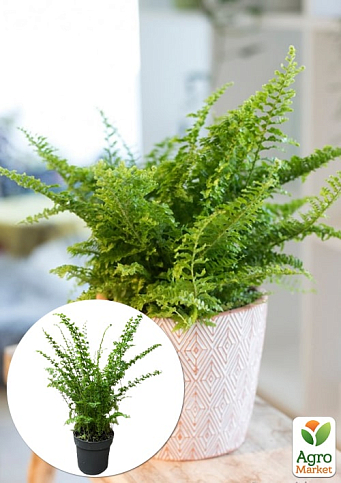 Нефролепис "Green Fantasy" (папороть кімнатна)
