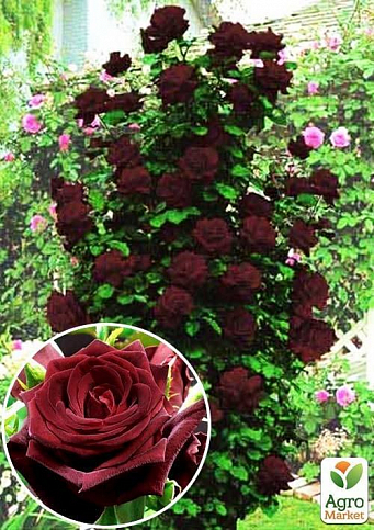 Роза плетистая "Черная королева" (саженец класса АА+) высший сорт