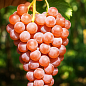 Виноград "Катавба" (винний сорт, середній термін дозрівання, селекція США)