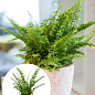 Нефролепис "Green Fantasy" (папороть кімнатна)