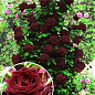 Троянда плетиста "Чорна королева" (саджанець класу АА +) вищий сорт