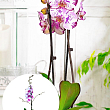 Орхідея (Phalaenopsis) "Magic Art"