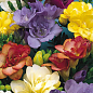 Фрезия "Mix" 