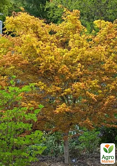 Клен 4-х летний японский пальмолистный "Катсура" (Аcer palmatum Katsura) С10, высота 150-180см10