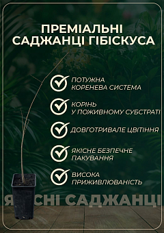 Гібіскус трав'янистий "My Valentine" висота 70-90см горщик С1,512