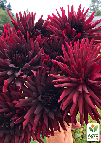 Георгина "Black Narcissus" - фото 2