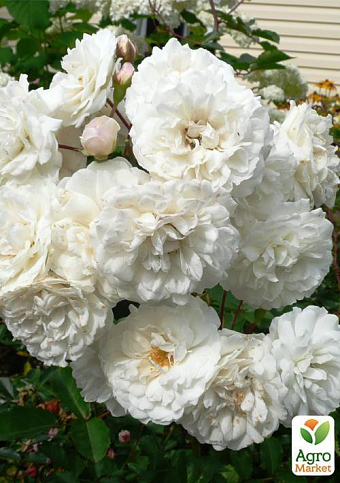 Троянда грунтопокривна "Сноу баллет" (Snow Ballet®) (саджанець класу АА +) вищий сорт - фото 4