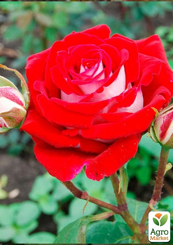 Троянда чайно-гібридна "Осиро" (саджанець класу АА +) вищий сорт