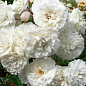 Троянда грунтопокривна "Сноу баллет" (Snow Ballet®) (саджанець класу АА +) вищий сорт