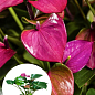Антуриум (Anthurium) "Baby Purple"
