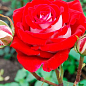 Роза чайно-гибридная "Осирия" (саженец класса АА+) высший сорт