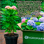Гортензія крупнолиста 4-х річна "Rembrandt Dolce Chic" (70-90см)