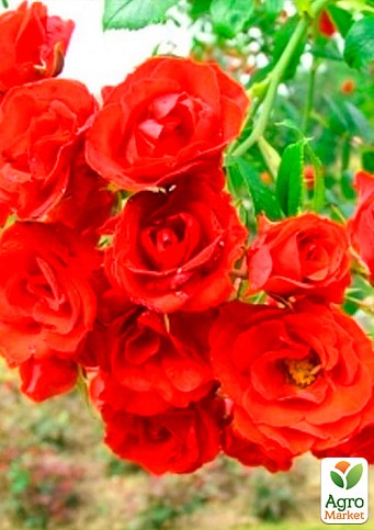 Роза почвопокровная "Scarlet" - фото 2