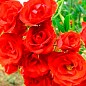 Роза почвопокровная "Scarlet" купить