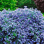 Цеанотус "Репенс" (Ceanothus thyrsiflorus "Repens") контейнер Р9
