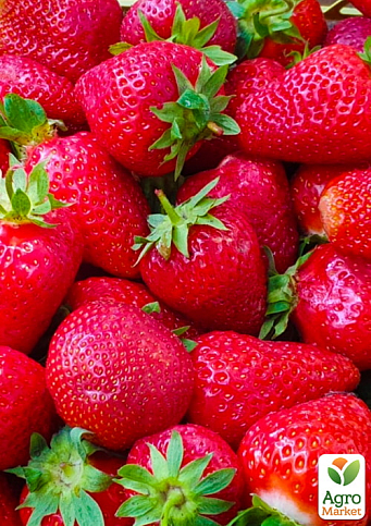 Полуниця "Ксанте" (Xante) (ремонтантний, великоплідний сорт)