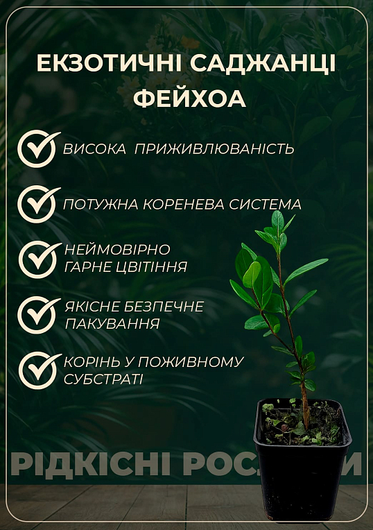 Фейхоа зелена "Селлова" (Sellowiana) - фото 6