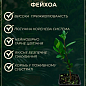 Фейхоа зелена "Селлова" (Sellowiana)