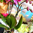 Орхідея Міні (Phalaenopsis) "Tiger"